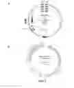 Fig. 03 - Immunoprotective primary mesenchymal stem cells and methods
