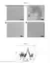 Fig. 08 - Octapod iron oxide nanoparticles as high performance Tcontrast agents for magnetic resonance imaging