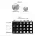 Fig. 11 - Octapod iron oxide nanoparticles as high performance Tcontrast agents for magnetic resonance imaging