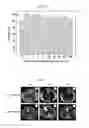 Fig. 12 - Octapod iron oxide nanoparticles as high performance Tcontrast agents for magnetic resonance imaging