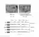 Fig. 20 - MUSCULOSKELETAL TISSUE FABRICATION