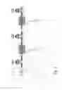 Fig. 05 - MIXER FEEDER
