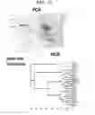Fig. 19 - MULTIPLEX CHEMOTYPING MICROARRAY (MCM) SYSTEM AND METHODS