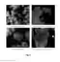 Fig. 07 - Method of producing zeolite encapsulated nanoparticles
