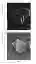 Fig. 08 - Method of producing zeolite encapsulated nanoparticles