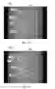 Fig. 24 - PATTERNED APERTURED WEBS AND METHODS FOR MAKING THE SAME