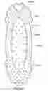 Fig. 44 - PATTERNED APERTURED WEBS AND METHODS FOR MAKING THE SAME