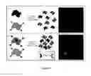 Fig. 25 - Compounds for promoting liposomal and cellular adhesion and compositions and methods of use thereof
