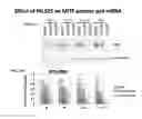 Fig. 15 - Inhibitors of the MITF molecular pathway