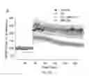 Fig. 17 - Map kinase modulators and uses thereof