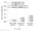 Fig. 38 - Map kinase modulators and uses thereof