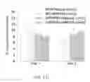 Fig. 40 - Map kinase modulators and uses thereof