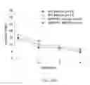 Fig. 58 - Map kinase modulators and uses thereof