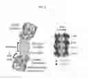 Fig. 05 - Macrocyclic proteasome inhibitors