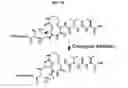 Fig. 13 - Macrocyclic proteasome inhibitors