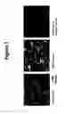 Fig. 02 - Small molecule inhibitors of fibrosis