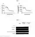 Fig. 08 - Small molecule inhibitors of fibrosis