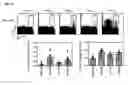 Fig. 03 - Dengue virus (DV) polypeptide sequences, T cell epitopes and methods and uses thereof