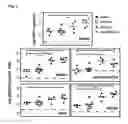 Fig. 06 - Dengue virus (DV) polypeptide sequences, T cell epitopes and methods and uses thereof