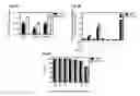 Fig. 08 - Dengue virus (DV) polypeptide sequences, T cell epitopes and methods and uses thereof