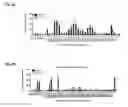 Fig. 11 - Dengue virus (DV) polypeptide sequences, T cell epitopes and methods and uses thereof