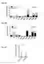 Fig. 27 - Dengue virus (DV) polypeptide sequences, T cell epitopes and methods and uses thereof