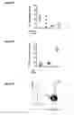 Fig. 45 - Dengue virus (DV) polypeptide sequences, T cell epitopes and methods and uses thereof