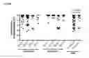 Fig. 46 - Dengue virus (DV) polypeptide sequences, T cell epitopes and methods and uses thereof