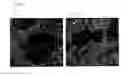 Fig. 05 - Human Adaptation of H7 HA