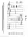 Fig. 11 - Multivalent DLL3 antibodies