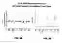 Fig. 19 - Multivalent DLL3 antibodies