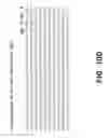 Fig. 25 - Multivalent DLL3 antibodies