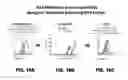 Fig. 48 - Multivalent DLL3 antibodies