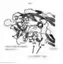 Fig. 02 - Anti-nodal antibodies and methods of using same