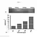 Fig. 13 - Anti-nodal antibodies and methods of using same