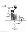 Fig. 16 - Anti-nodal antibodies and methods of using same