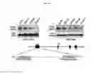 Fig. 22 - Anti-nodal antibodies and methods of using same