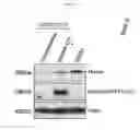 Fig. 23 - Anti-nodal antibodies and methods of using same