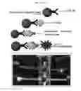 Fig. 28 - Anti-nodal antibodies and methods of using same