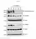 Fig. 32 - Anti-nodal antibodies and methods of using same
