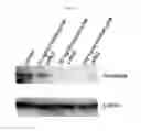 Fig. 34 - Anti-nodal antibodies and methods of using same