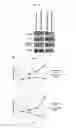 Fig. 41 - Anti-nodal antibodies and methods of using same
