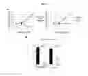 Fig. 44 - Anti-nodal antibodies and methods of using same