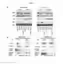 Fig. 48 - Anti-nodal antibodies and methods of using same