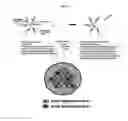 Fig. 50 - Anti-nodal antibodies and methods of using same