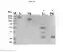 Fig. 59 - Anti-nodal antibodies and methods of using same