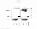 Fig. 67 - Anti-nodal antibodies and methods of using same