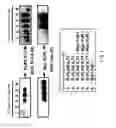 Fig. 06 - ANTI-ILT7 ANTIBODY