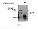Fig. 07 - ANTI-ILT7 ANTIBODY