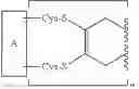 Fig. 59 - Modified antibodies and related compounds, compositions, and methods of use